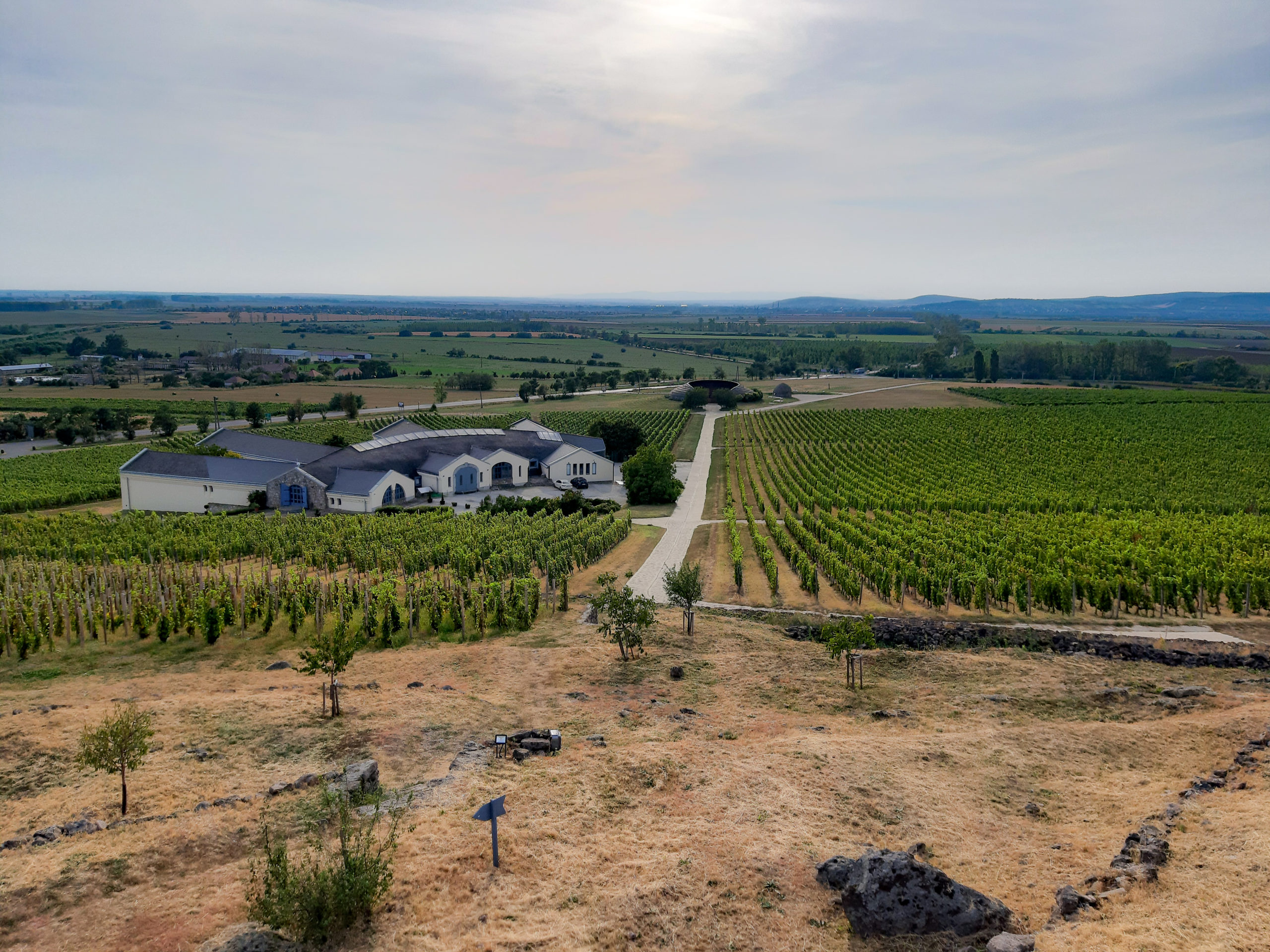 Winnice w okolicach miejscowości Tokaj