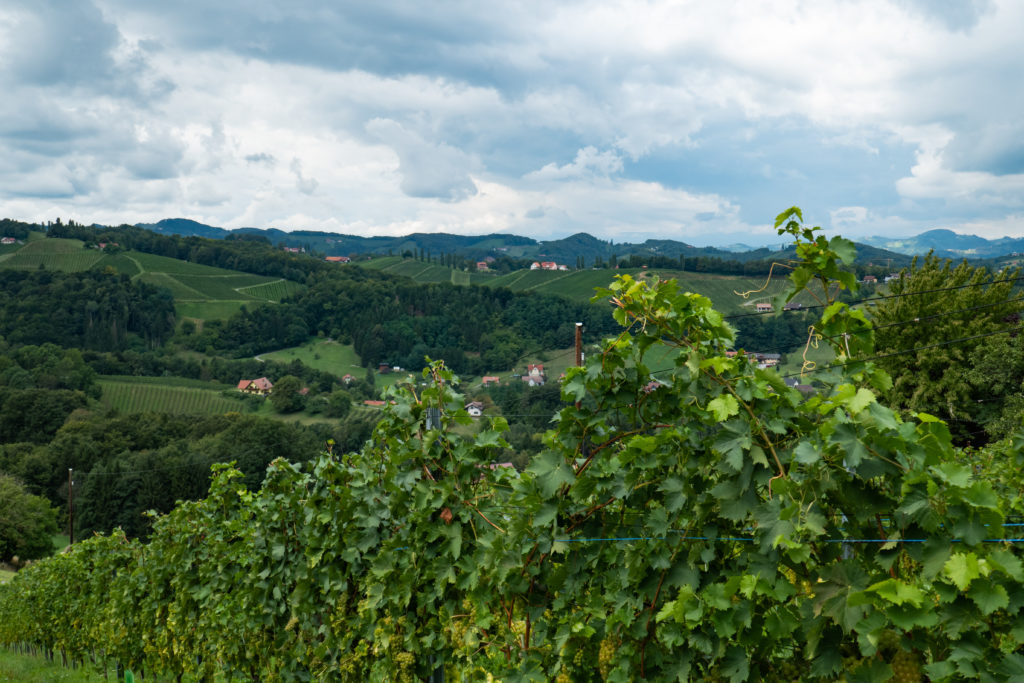 Widok na winnice i okolice w miejscowości Vogau w Austrii