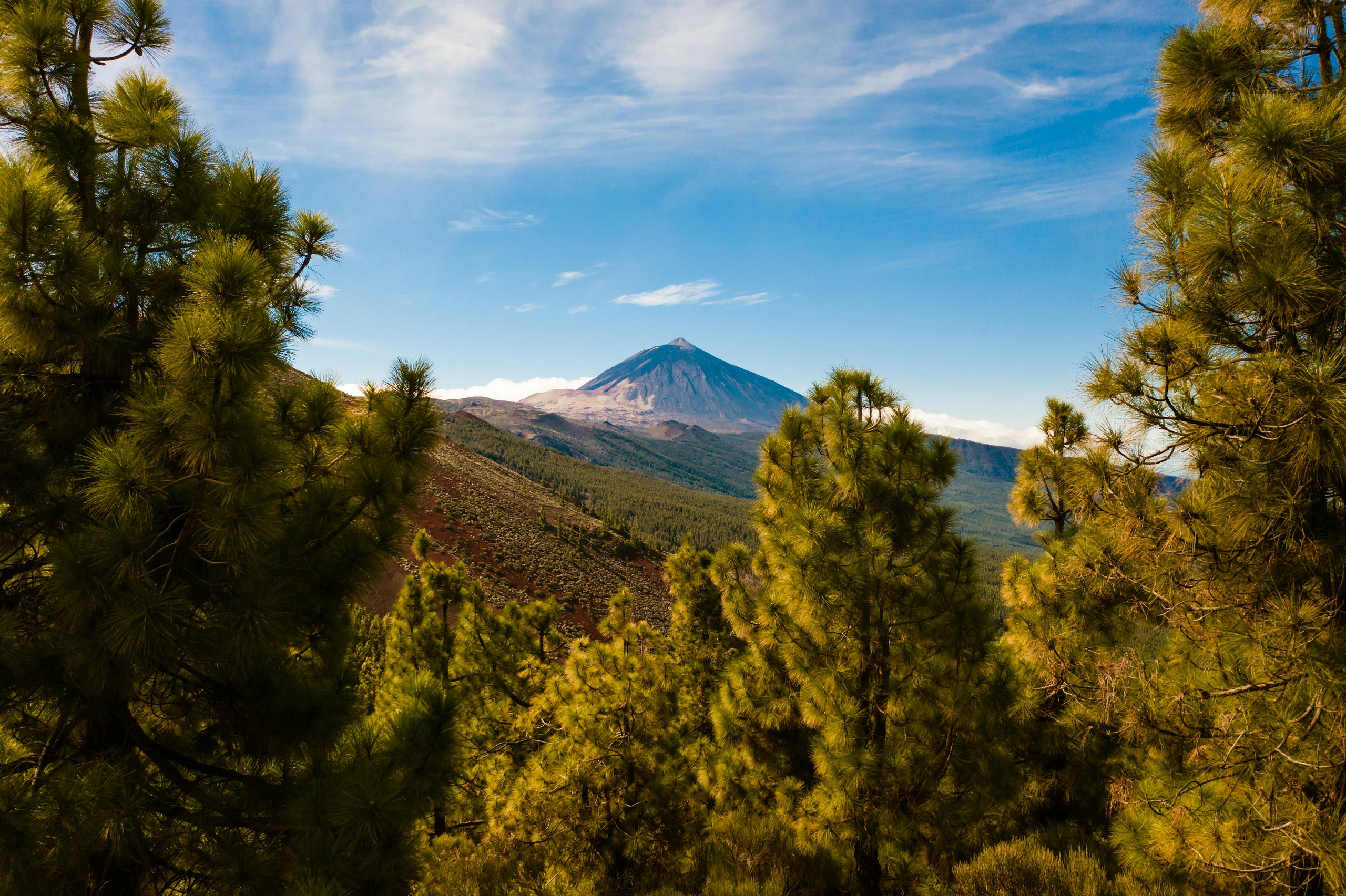 Masyw wulkanu El Teide w oddali, na pierwszym planie sosny kanaryjskie